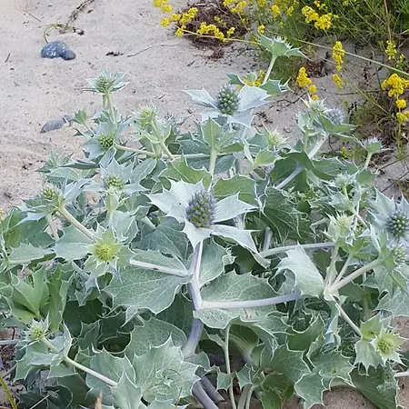 Ferienwohnung-2-in-der-altstadt-fam-harder Lägenhet *